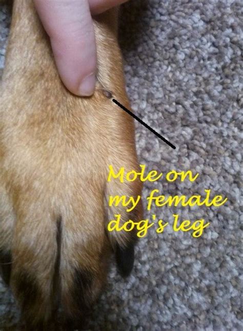 What Is That Black Mole on My Dog's Leg? Here's What to Do - PetHelpful