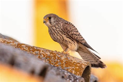 Premium Photo | Female lesser kestrel in breeding colony in spain