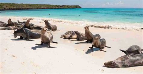 Sea Lion Behavior - AnimalBehaviorCorner