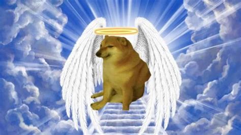 Cheems, Viral Meme Dog Dies After Battling Cancer; Internet Reacts To ...