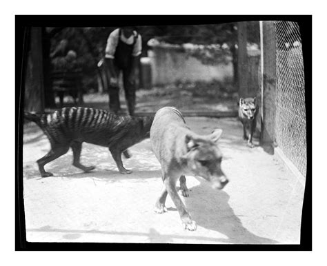 Thylacine - The Australian Museum