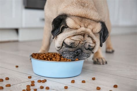 Best Dog Food for Pugs (Top 10 in 2022) - Dog Food Care