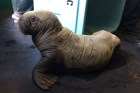 Adorable Baby Walrus Saved By Miners Dredging For Gold In The Bering Sea