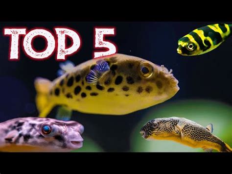 Top 5 Freshwater Puffer Fish For Your Aquarium – HousePetsCare.com