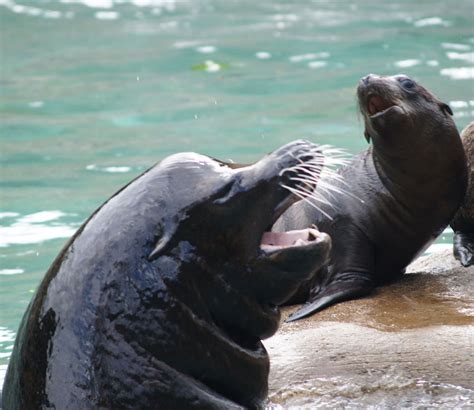 Images: Sea Lion Pups Make a Splash | Live Science