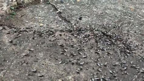 Giant swarm of flying ants spotted from space over UK | UK News | Sky News