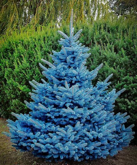 Dwarf Blue Spruce Tree Varieties