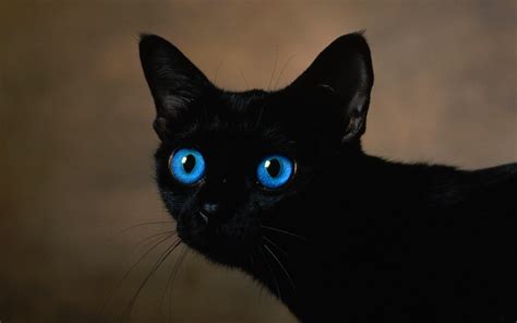 Black Cat Eyes Wallpaper - WallpaperSafari