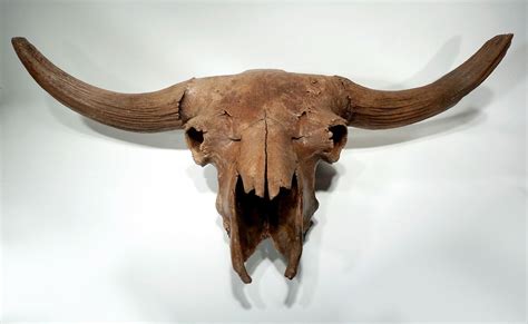 MUSEUM-CLASS COMPLETE EUROPEAN ICE AGE STEPPE WISENT BISON SKULL FROM ...