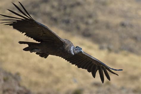 Andean condor wingspan - dirtyholden