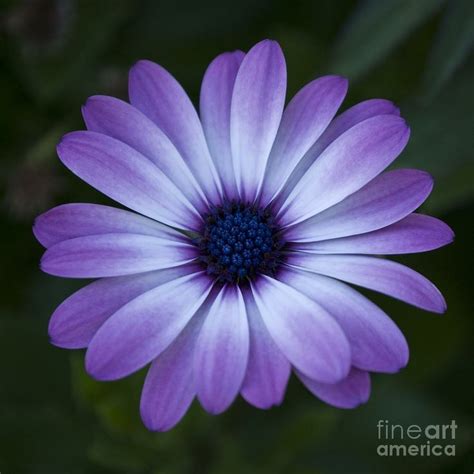 GERBERA DAISY IN PURPLE Print by Susan Parish | Daisy drawing, Purple ...