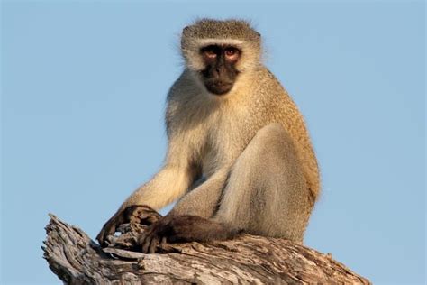 10 Surprising Vervet Monkey Facts - Fact Animal