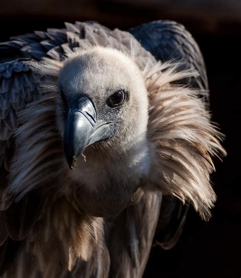 Himalayan griffon vulture by EyeOfTheKat on DeviantArt