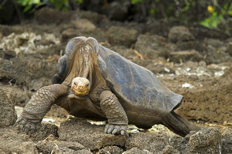 Pinta Island Tortoise Facts and Pictures