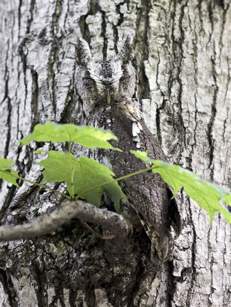 Camouflage Animals With Names