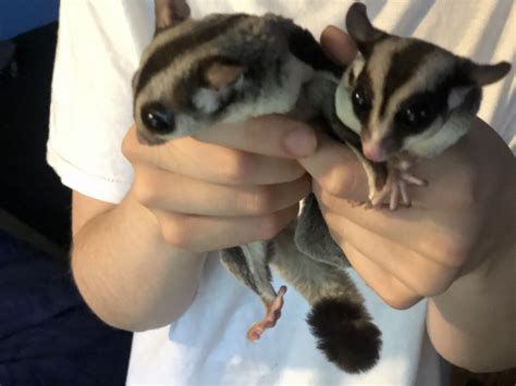 Sugar Glider For Sale in New York (20) | Petzlover