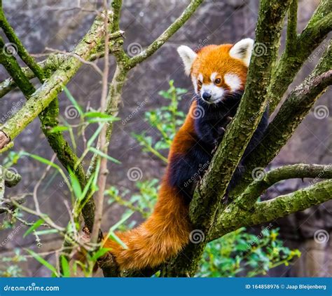 Closeup of a Red Panda Climbing in a Tree, Endangered Animal Specie ...