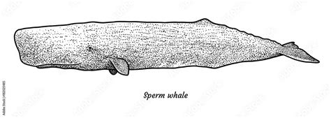 Sperm whale illustration, drawing, engraving, ink, line art, vector ...