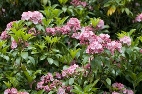 13 Best Shrubs for Making Hedges