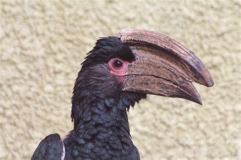 Trumpeter Hornbill - ZooChat