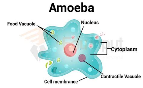 Amoeba Structure