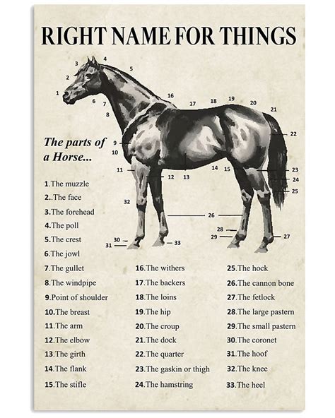 Horse Right Name For Things | Horse lover, Horses, Stallion horses