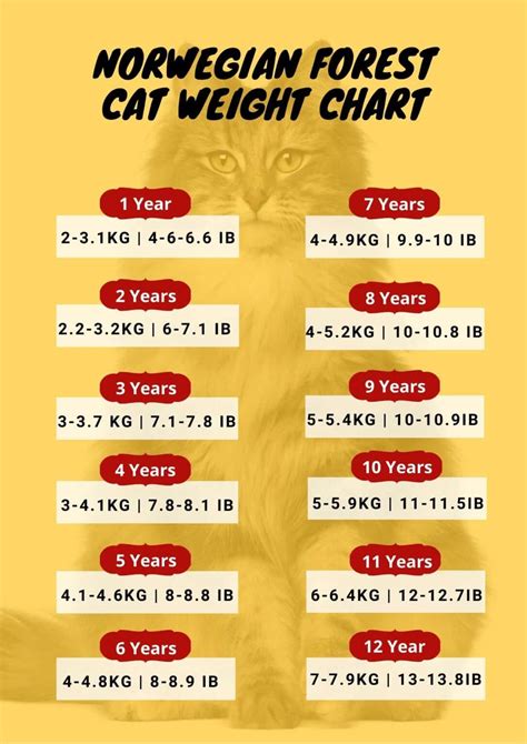 Cat Weight Chart By Age & Height In Kg, Ibs ⚖