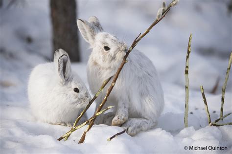 SNOWSHOE HARES AND PUSSY WILLOWS | JOURNAL OF A WILDLIFE PHOTOGRAPHER