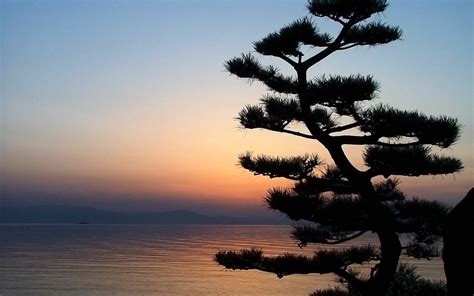 Bonsai Tree Wallpapers - Wallpaper Cave