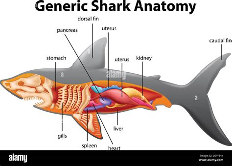 Generic shark anatomy chart Stock Vector Image & Art - Alamy