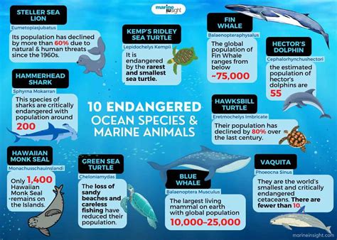 Ocean Animals For Kids Research