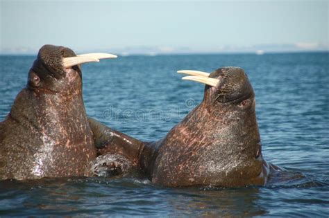 Fighting walrus stock photo. Image of walrus, teeth, life - 13482212