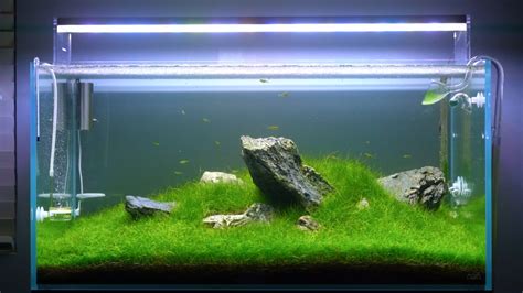 Guide To Choosing The Right Planted Aquarium LED Light - Glass Aqua