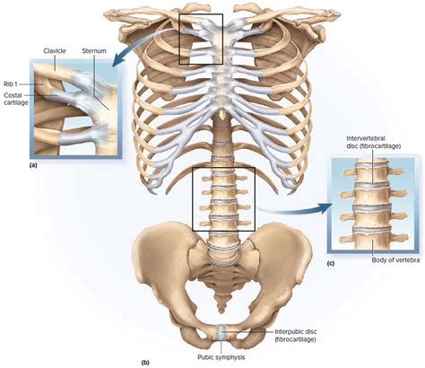 This Figure Shows The Different Types Of Fibrous Join - vrogue.co