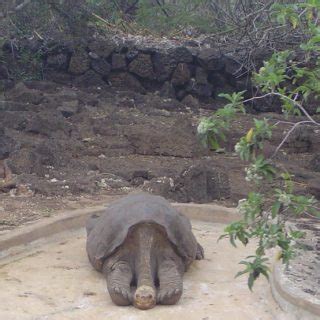 Pinta Island Tortoise Facts and Pictures