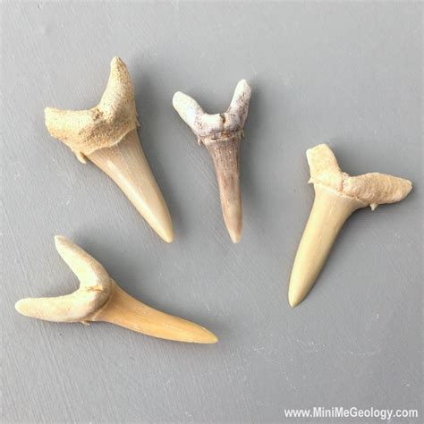 Shark Teeth Fossils – Mini Me Geology