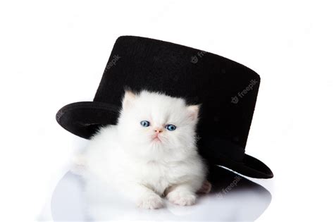 Premium Photo | Little kitten on white background persian kitten