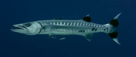 Can You Eat Barracuda and How Does It Taste? - Fishmasters.com