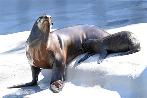 Brookfield Zoo welcomes 2 California sea lion pups | abc7chicago.com