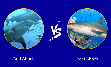 Bull Shark vs Reef Shark: What are the Differences? - A-Z Animals