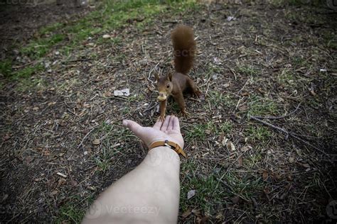 Feeding a squirrel 2815478 Stock Photo at Vecteezy