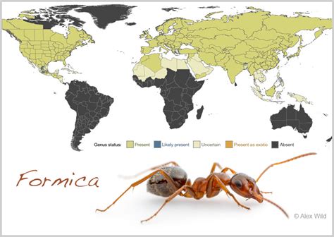 Mapping the ants of the world – Your Wild Life