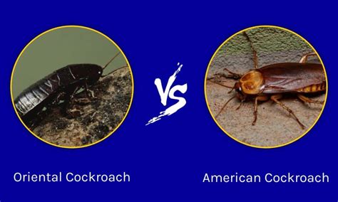 Oriental Cockroach vs American Cockroach: What are the Differences ...