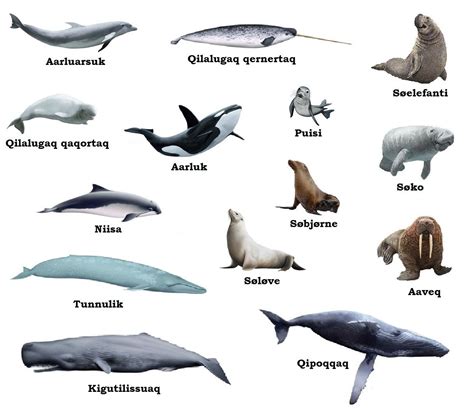 Types Of Marine Mammals - Pets Lovers