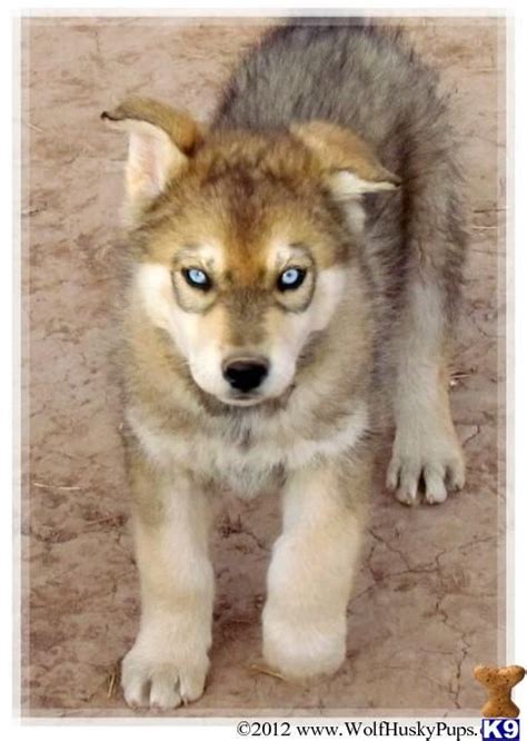 Wolf Husky Hybrid Puppies this is the back up to the german shepherd ...