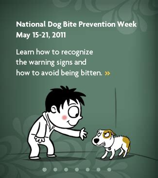 Dog Bite Prevention Week: A Time to Take Responsibility for Dog Bites ...