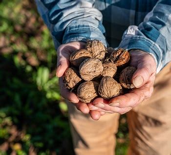 Wild-Harvested Tree Nuts Offer Cheap and Tasty Treat | News