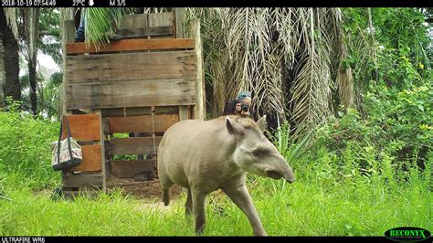 Tapir Conservation - LTCI