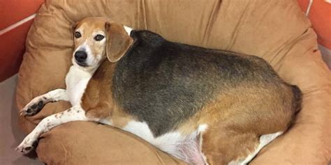 Severely Obese Beagle Named 'Kale Chips' Is A Reminder To Take Your Dog ...