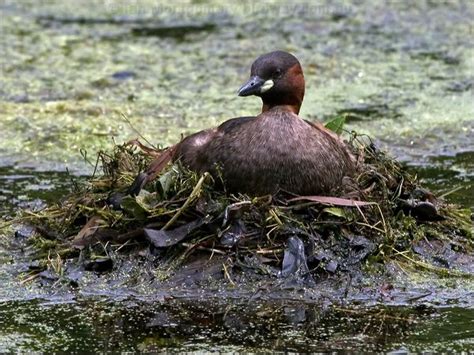 Little Grebe photo image 9 of 11 by Ian Montgomery at birdway.com.au